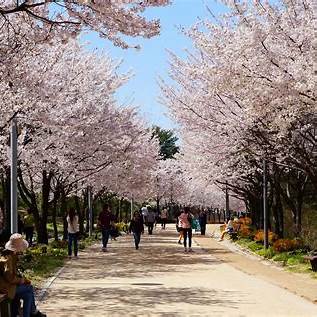 Seongsu-dong Seoul Guide 2025 – walking trail and picnic area inside Seoul Forest park