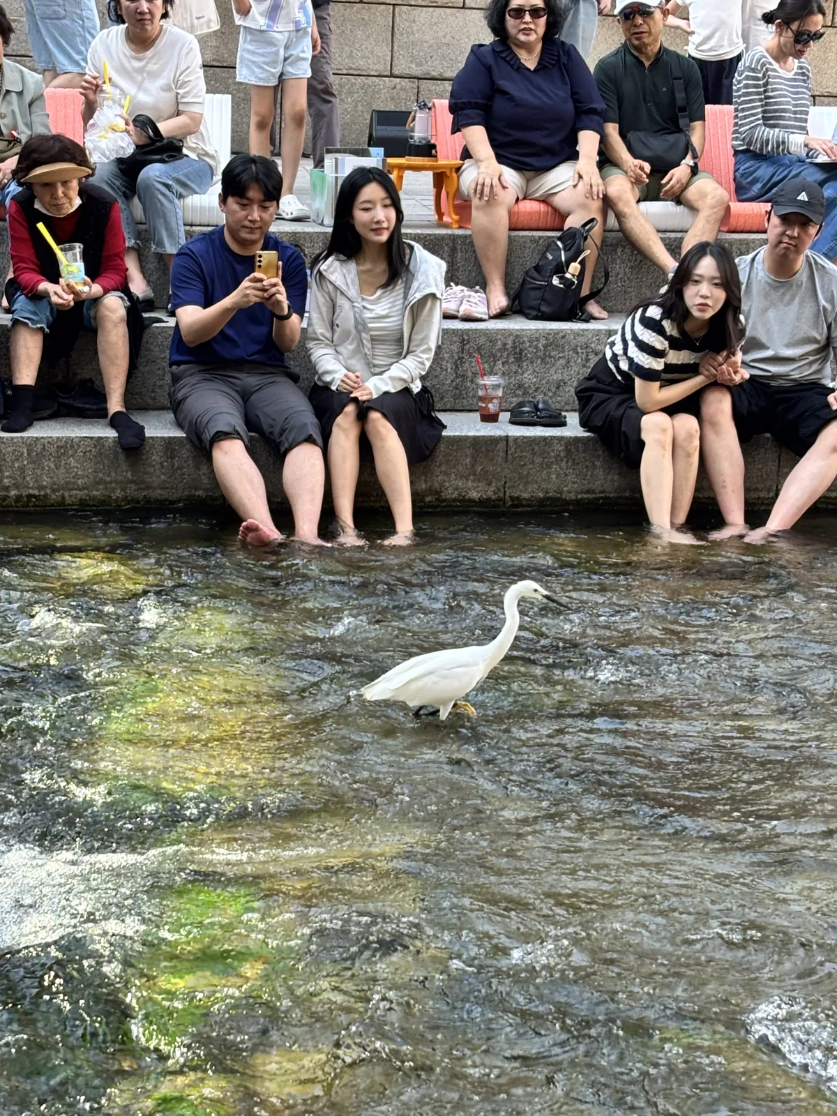 Cheonggyecheon in summer with people dipping their feet and a white heron in the stream
