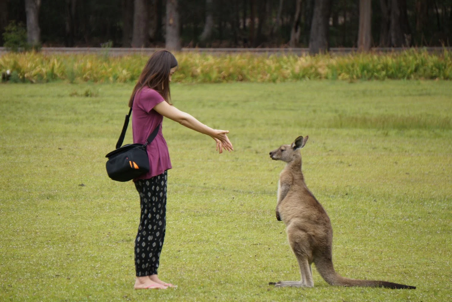 Unnie, the Seoul-born writer behind UnniesPicking, reaching out to a wild kangaroo in a grassy bush park in NSW, Australia